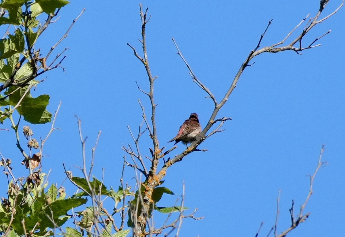 Purple Finch - ML620615906