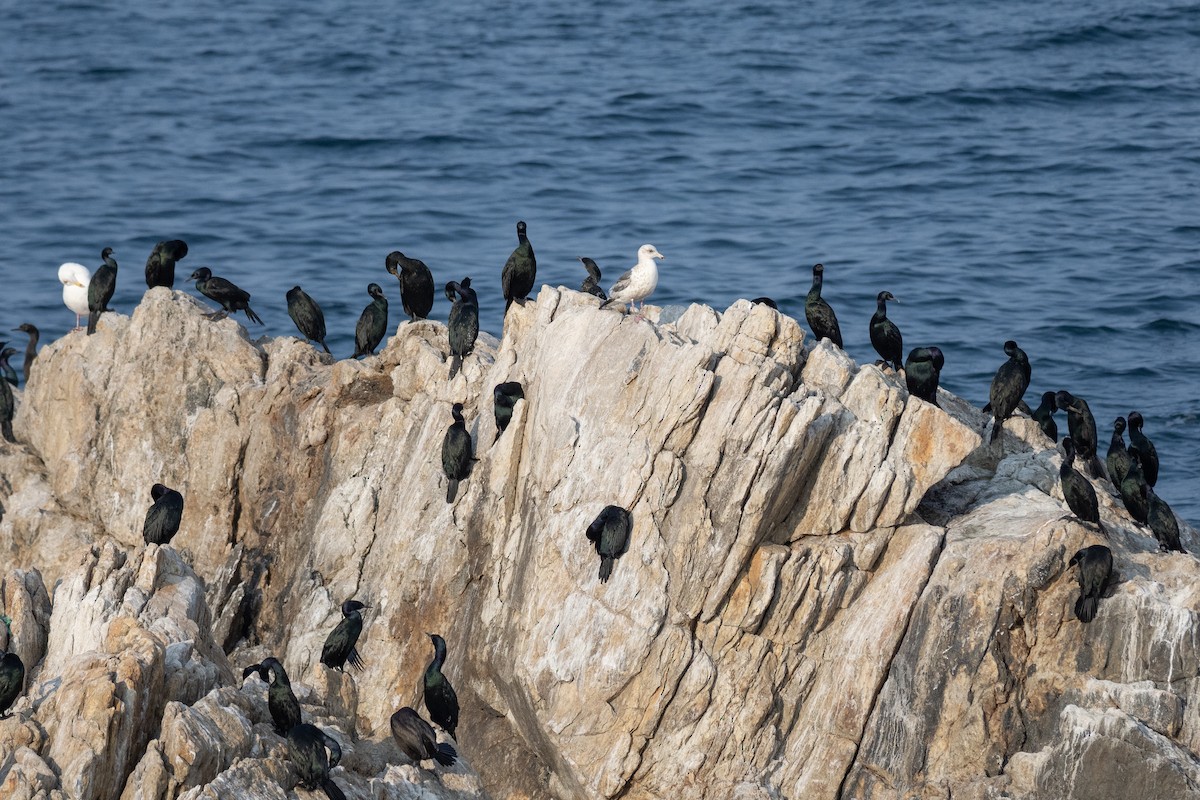 Pelagic Cormorant - Doug Whitman