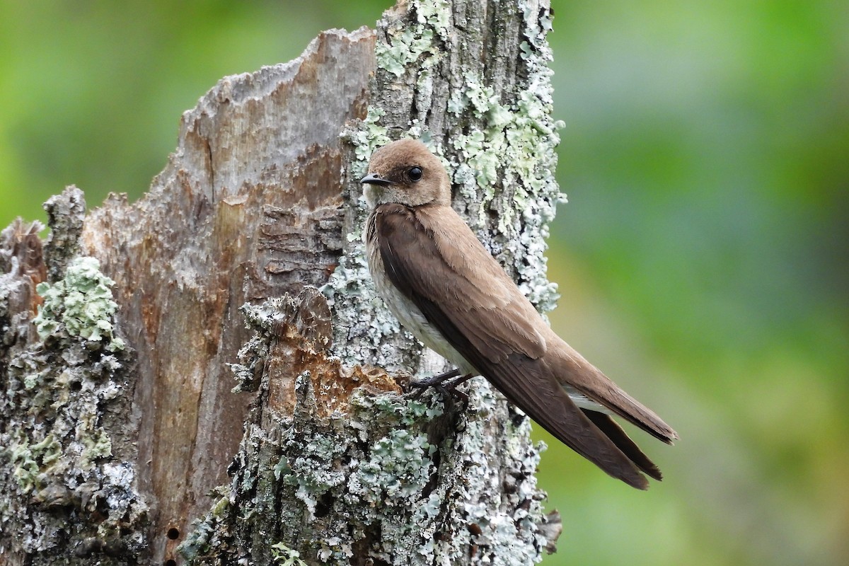 Northern Rough-winged Swallow - ML620615909