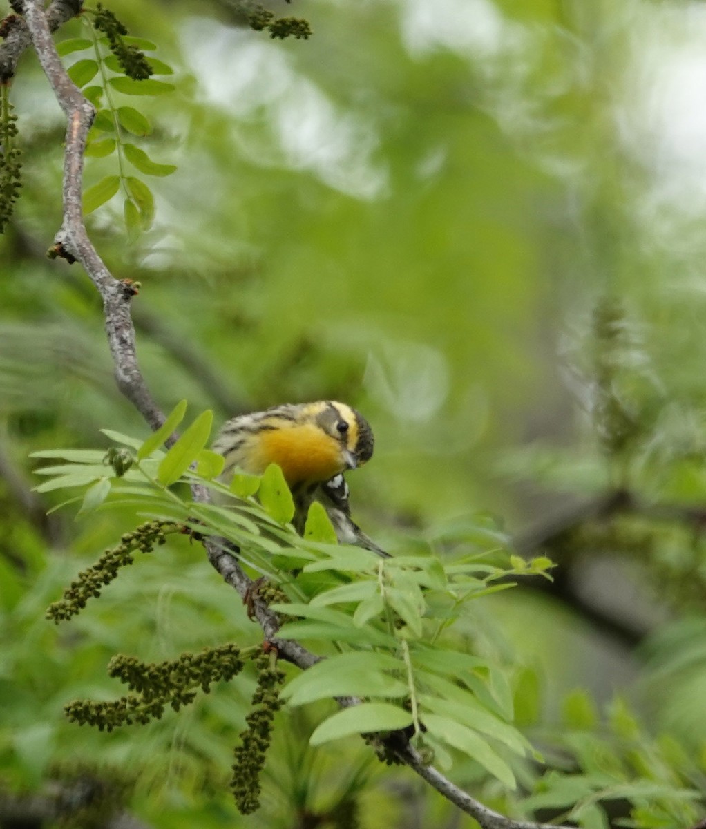 Blackburnian Warbler - ML620615912