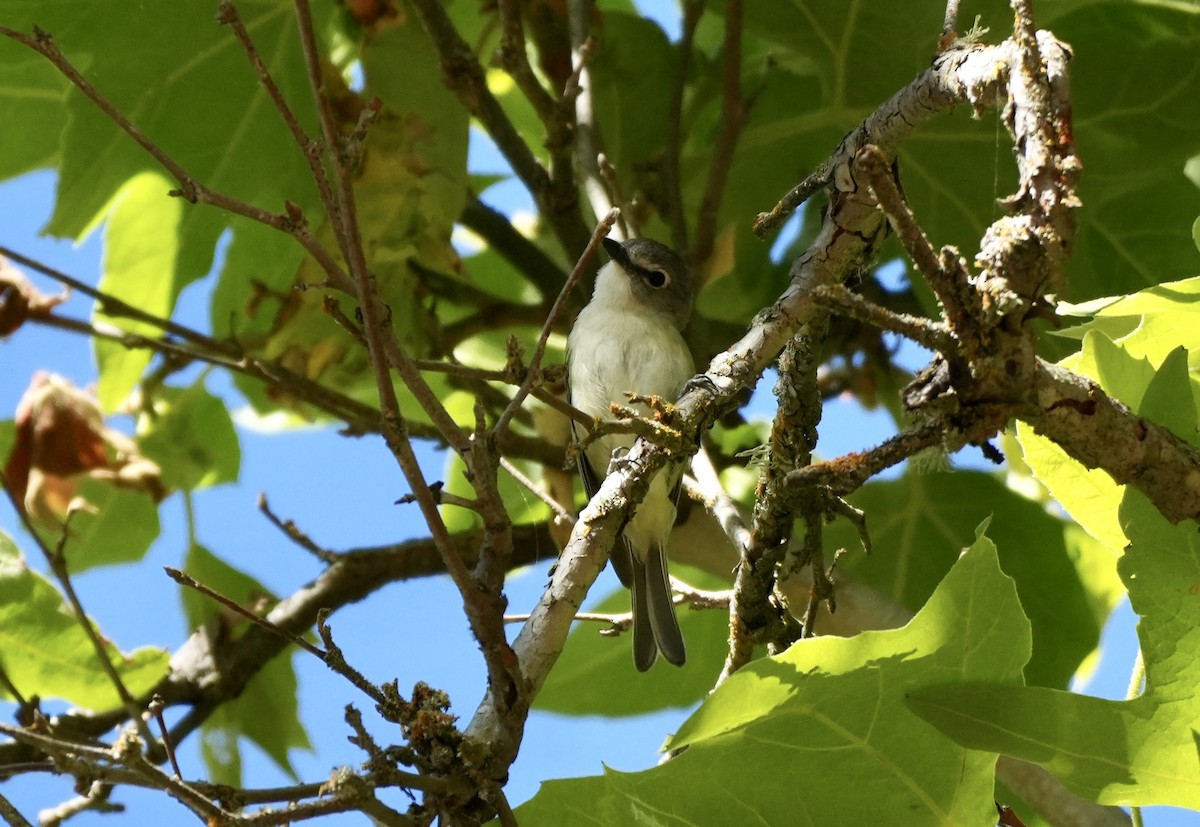 Cassin's Vireo - ML620615914