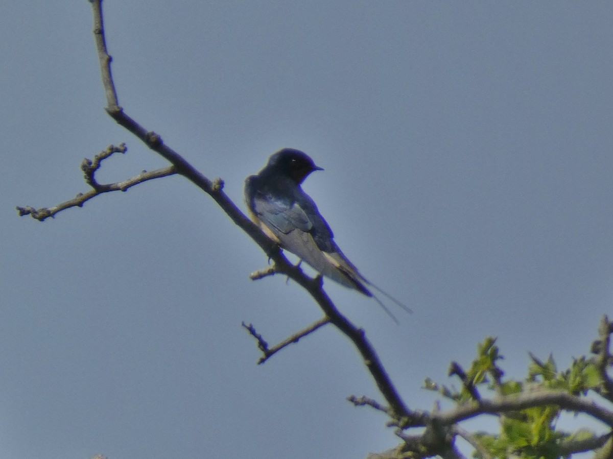 Barn Swallow - ML620615915