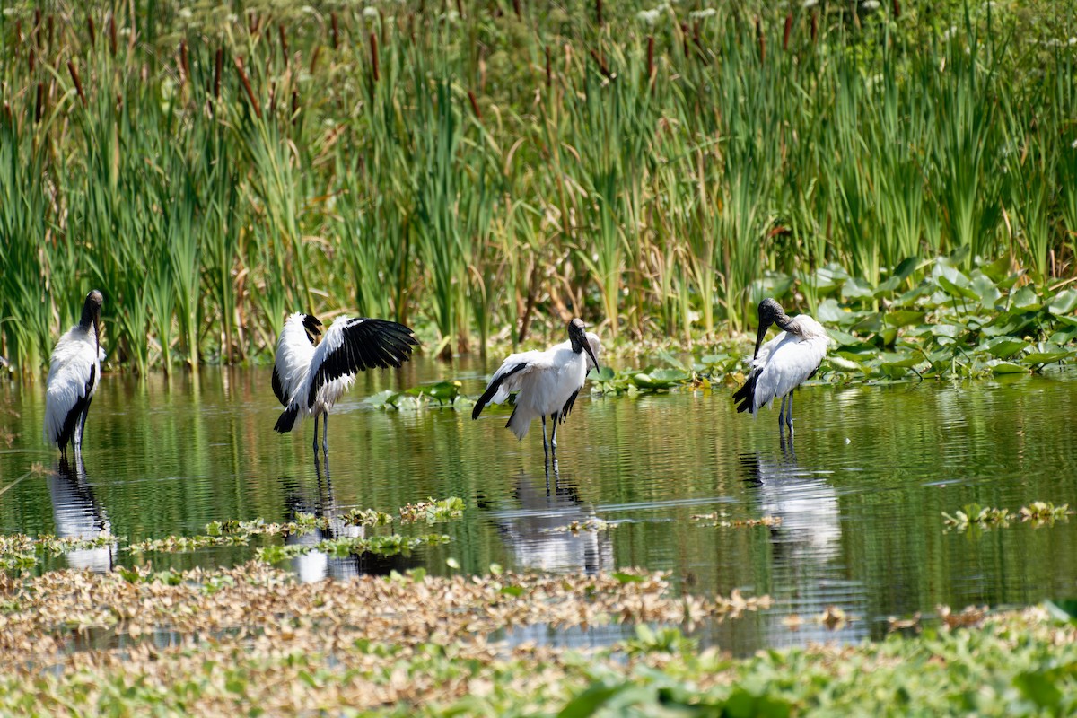 Wood Stork - ML620615917