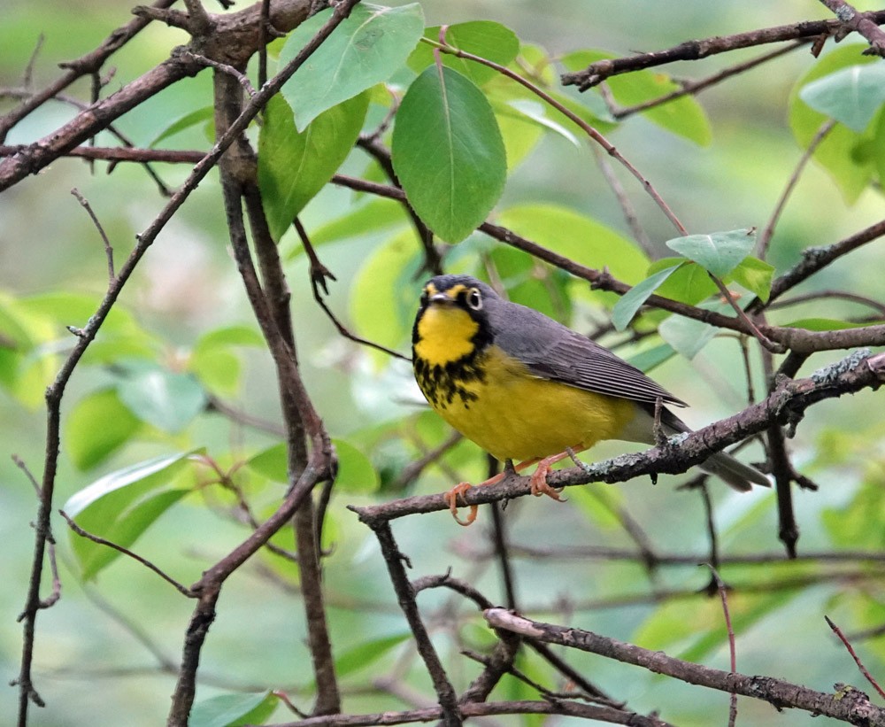 Canada Warbler - ML620615918