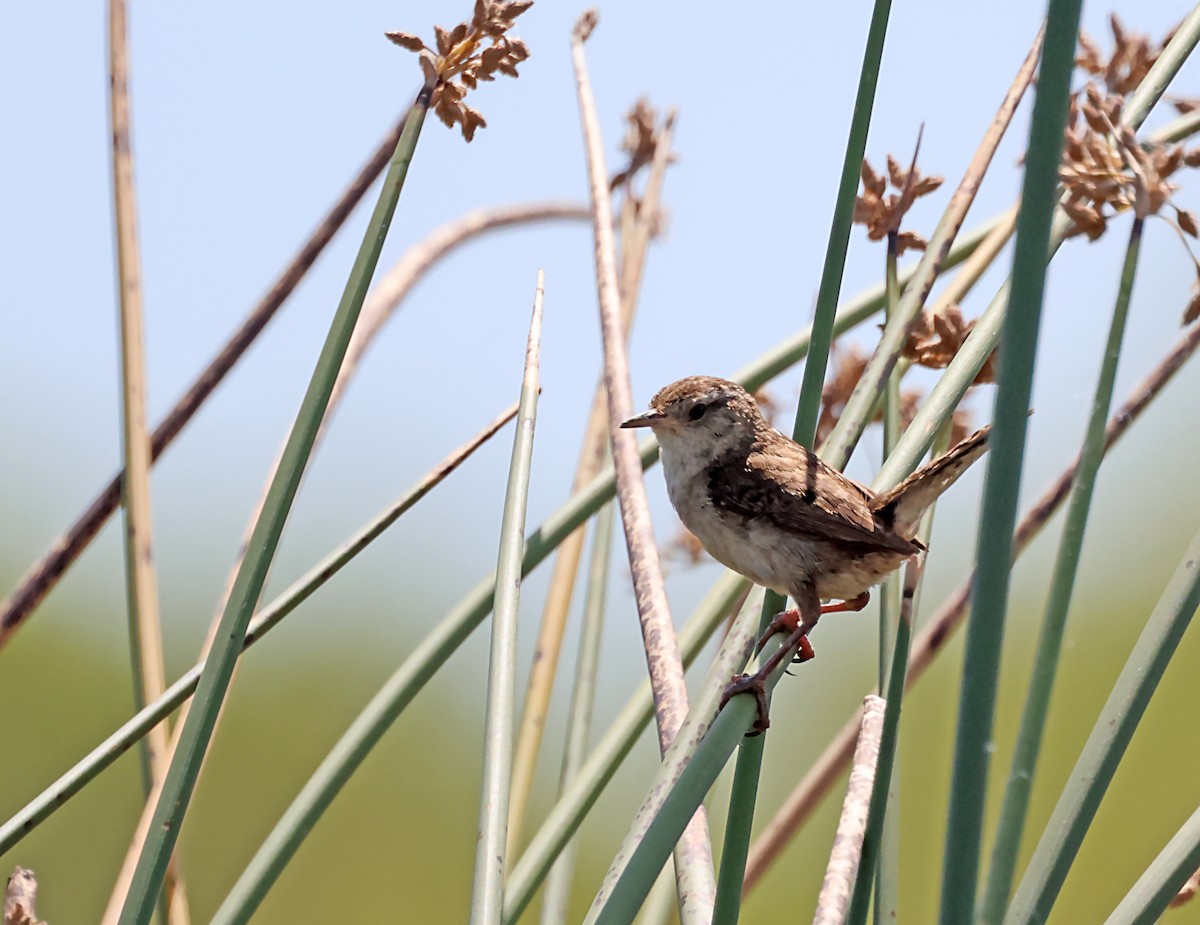 Marsh Wren - ML620615919