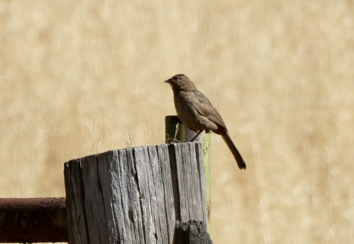 California Towhee - ML620615920