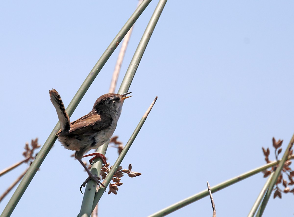 Marsh Wren - ML620615922