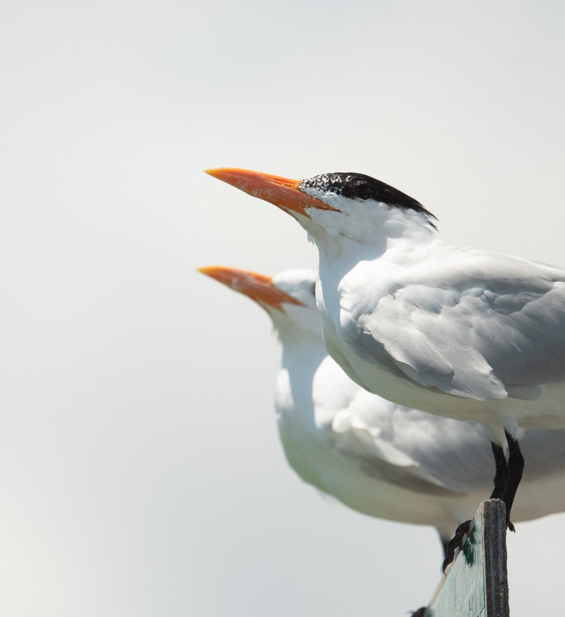 Royal Tern - ML620615923