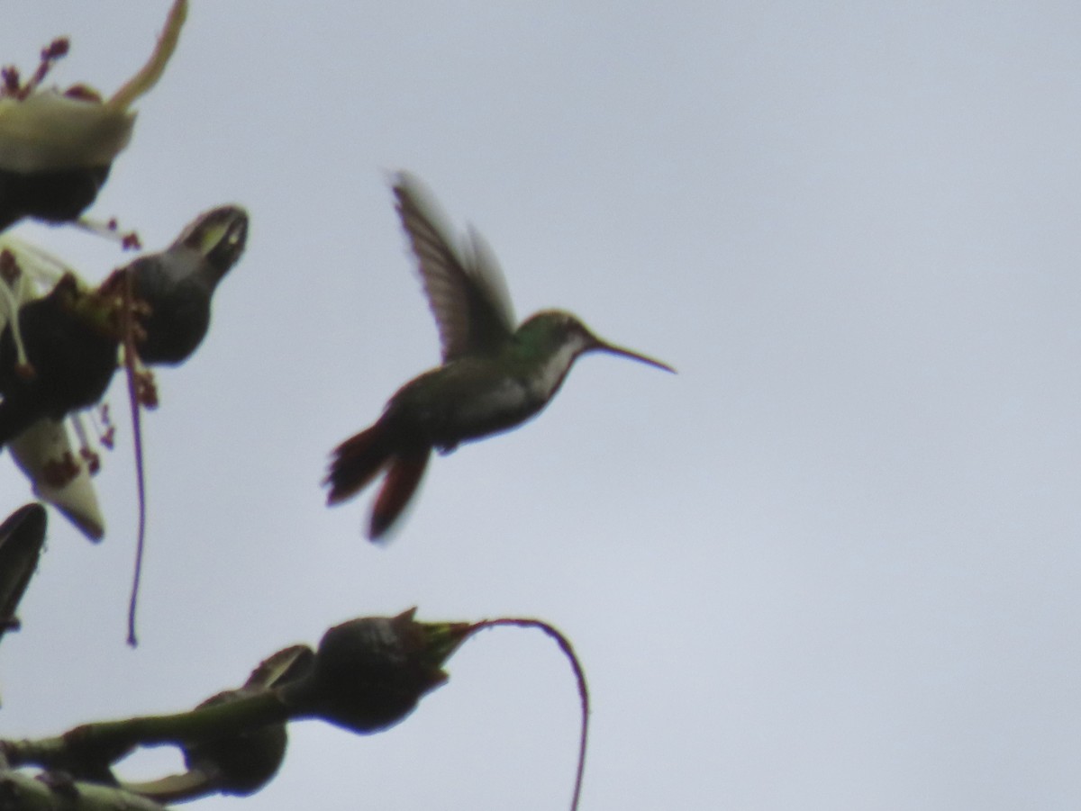 Black-throated Mango - Ines Vasconcelos