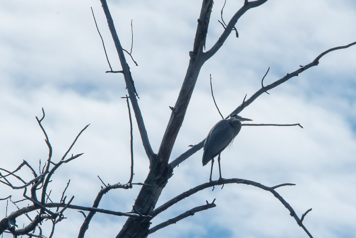 Great Blue Heron - ML620615926