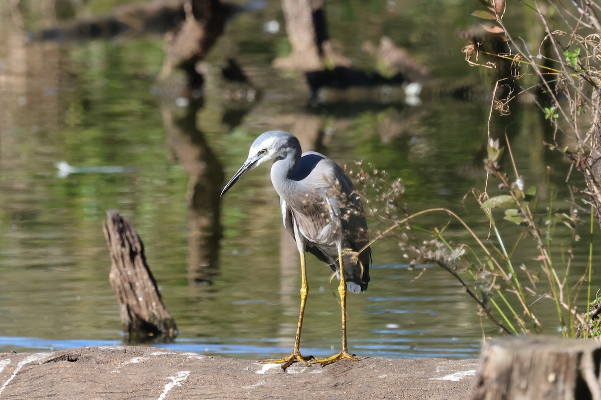 White-faced Heron - ML620615927