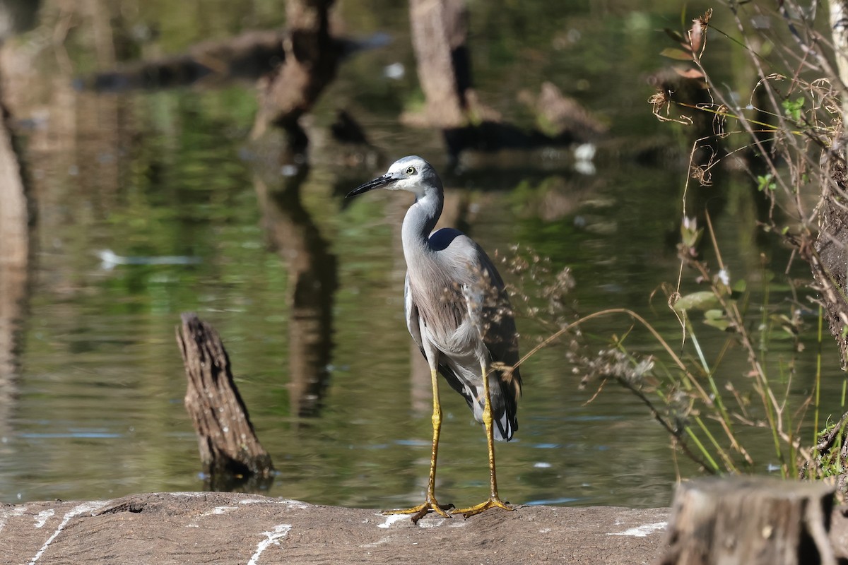 White-faced Heron - ML620615928