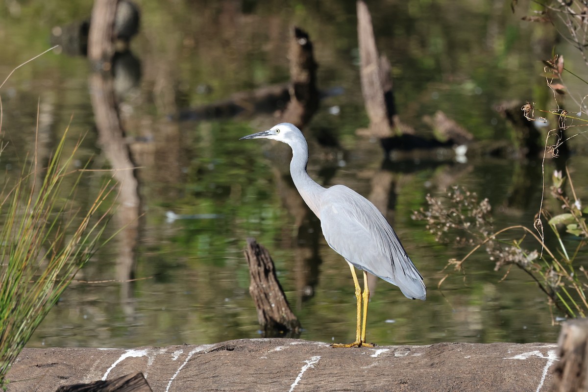 White-faced Heron - ML620615929