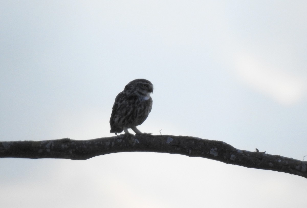 Little Owl - ML620615930