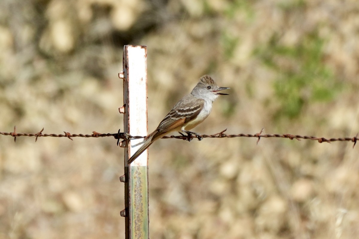 Ash-throated Flycatcher - ML620615931