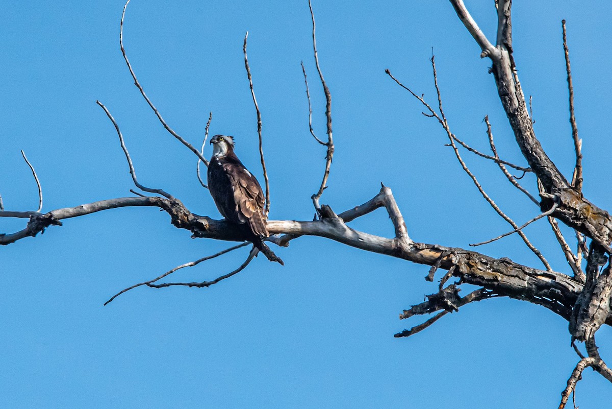 Osprey - ML620615932