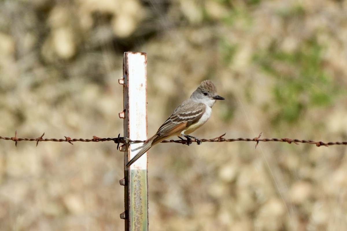 Ash-throated Flycatcher - ML620615933