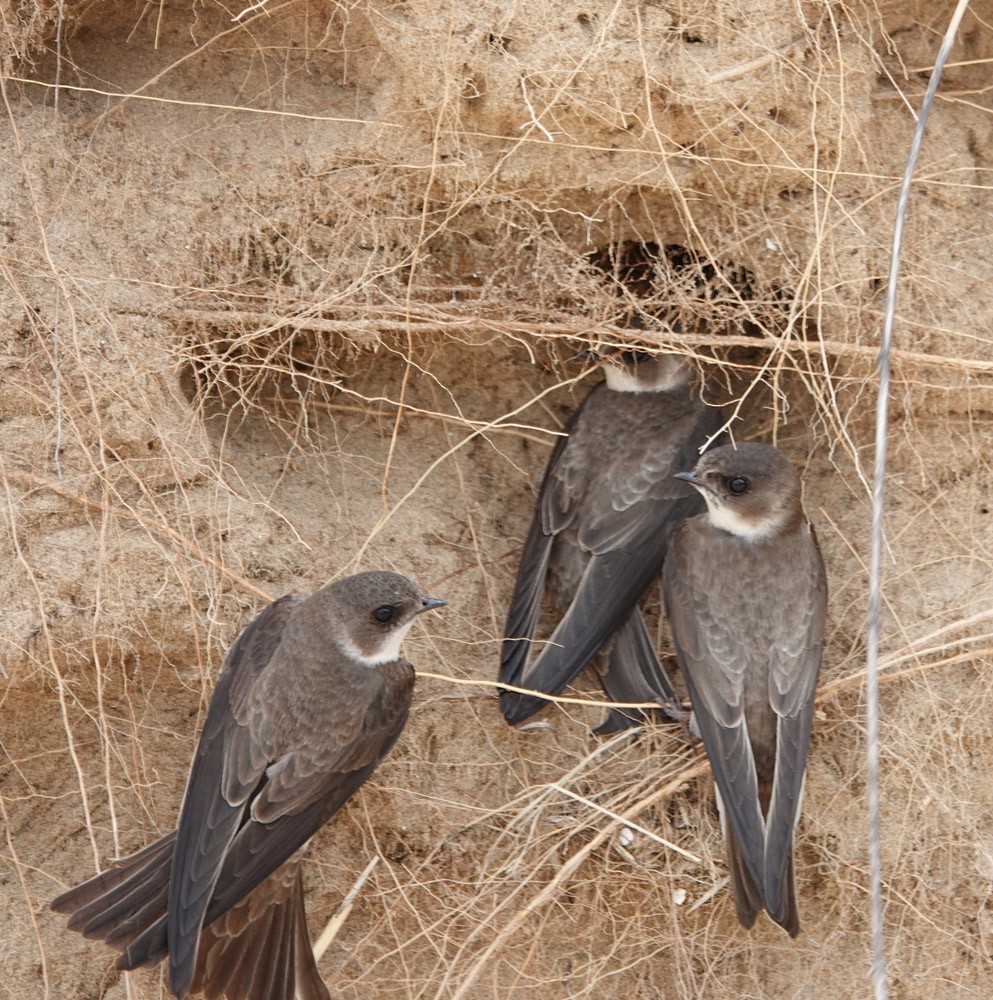 Bank Swallow - ML620615937