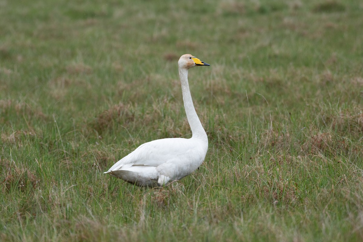 Whooper Swan - ML620615938