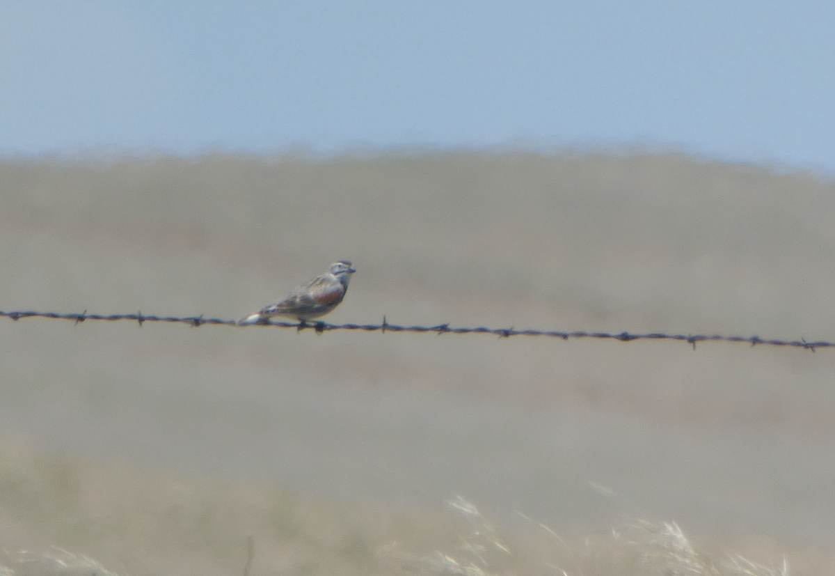 Thick-billed Longspur - ML620615941
