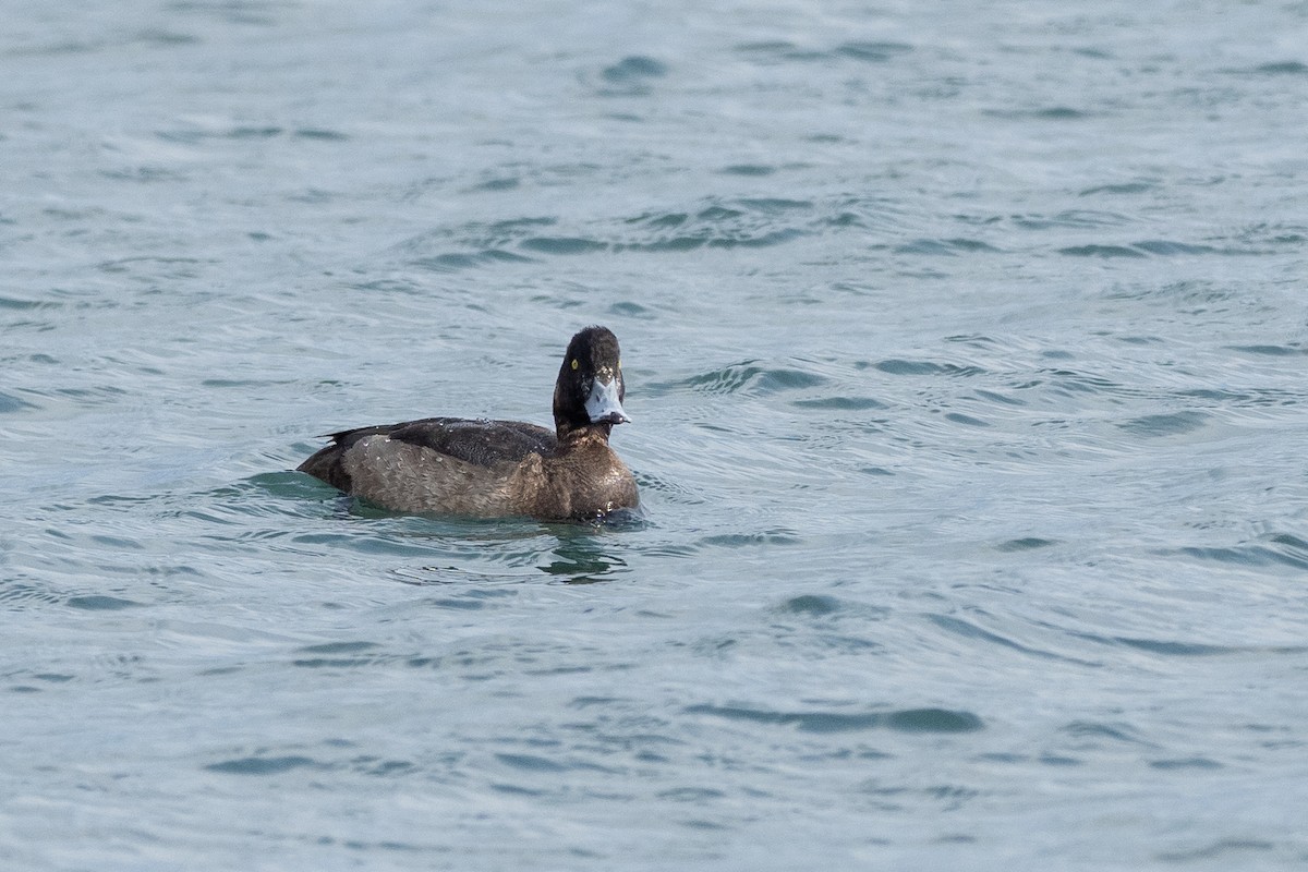 Greater Scaup - ML620615947