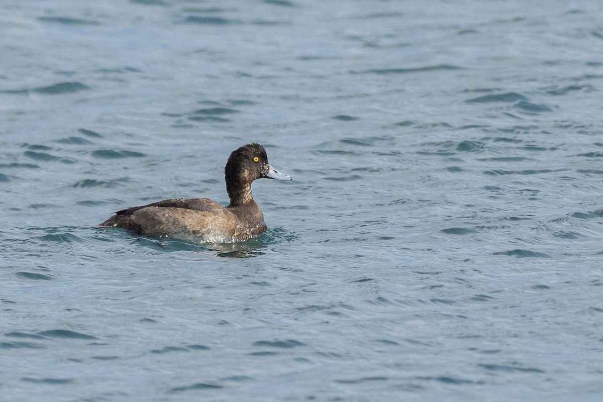 Greater Scaup - ML620615948