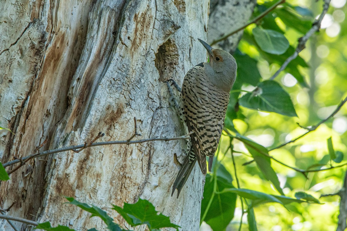 Northern Flicker (Red-shafted) - ML620615956