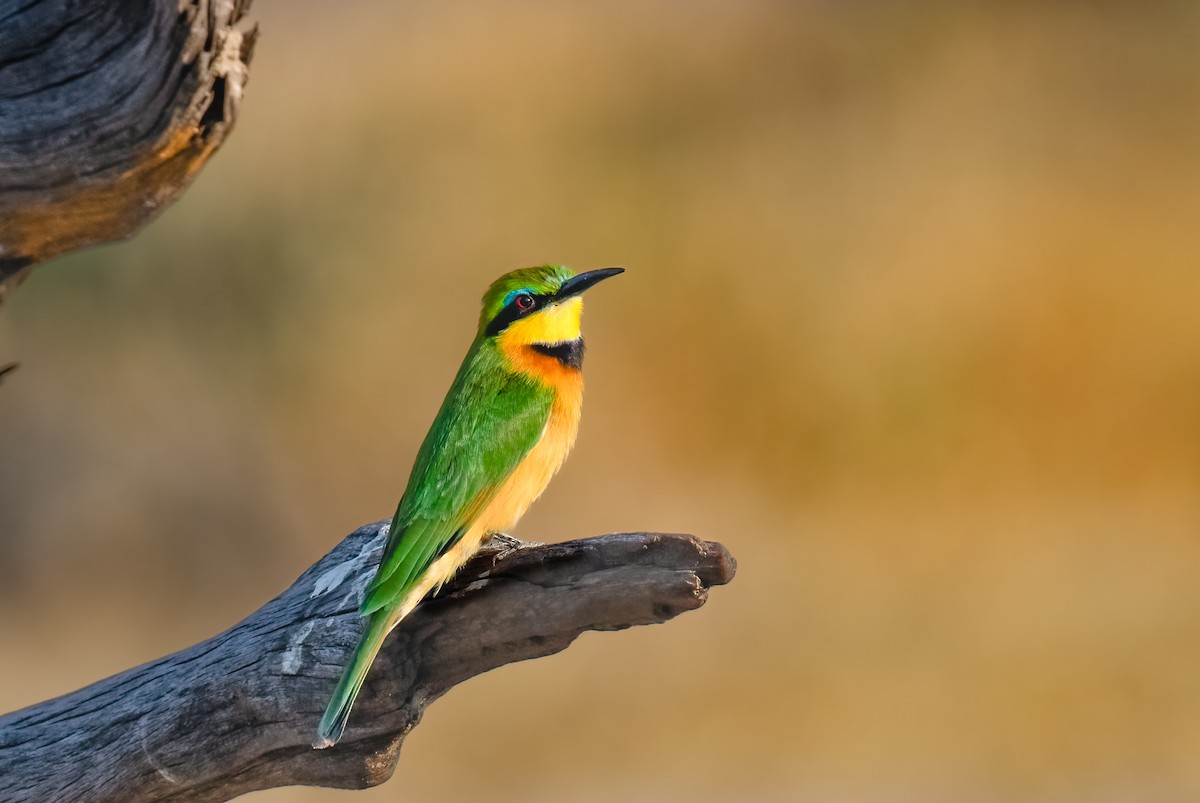 Little Bee-eater - ML620615962