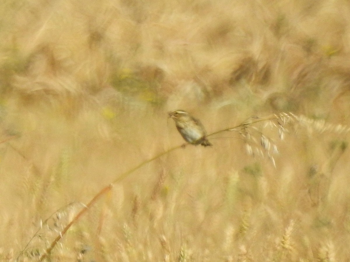 Yellow-crowned Bishop - ML620615963