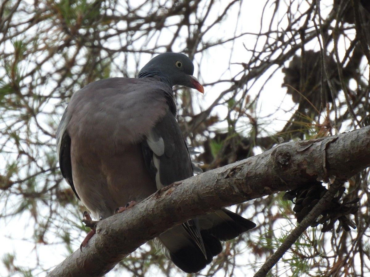 Common Wood-Pigeon - ML620615964