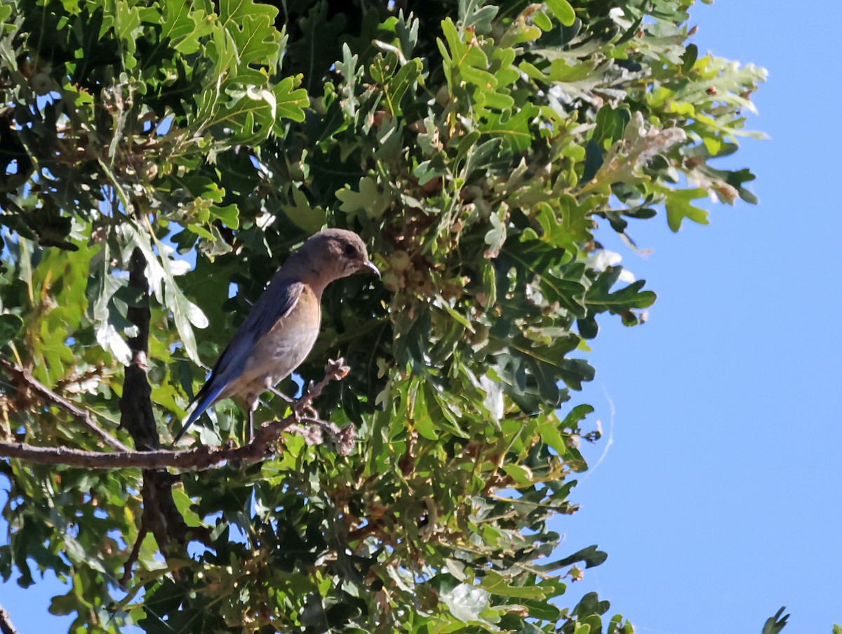 Western Bluebird - ML620615968