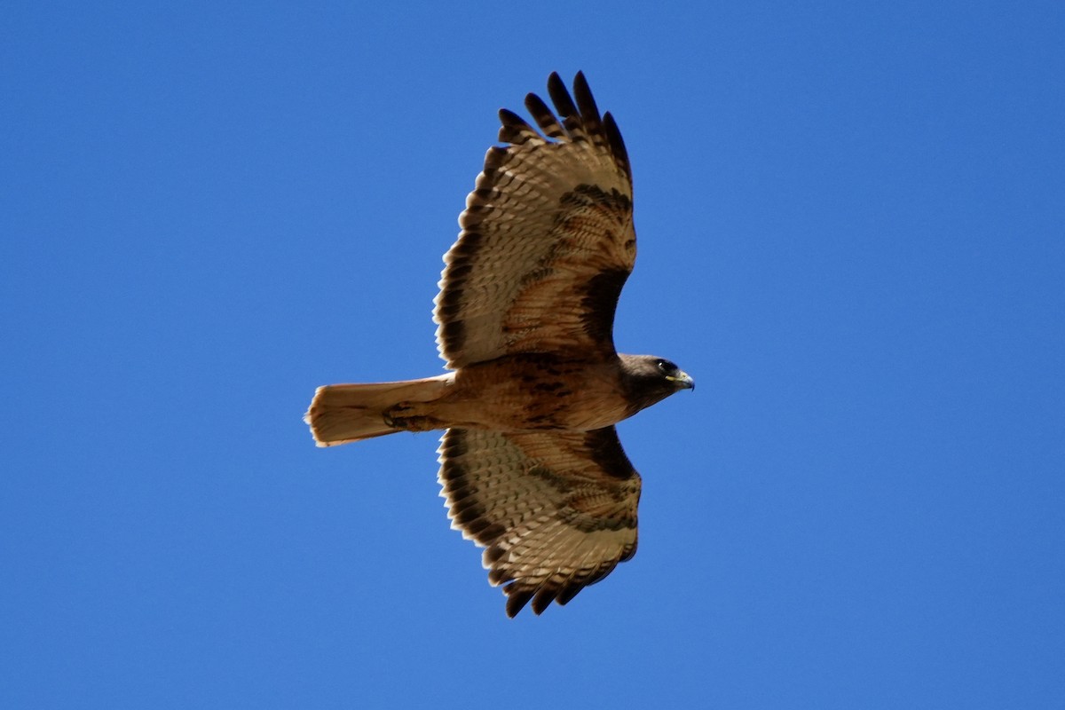 Red-tailed Hawk - ML620615971