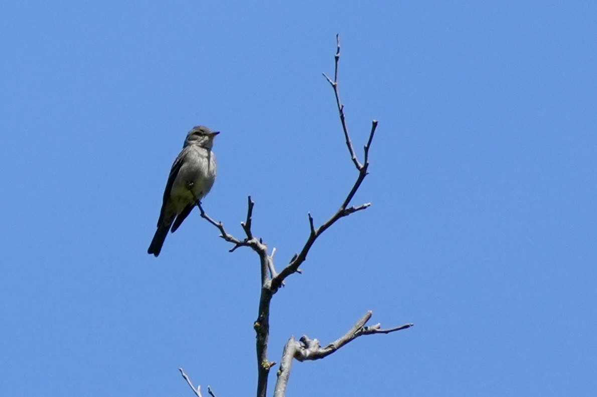 Western Wood-Pewee - ML620615974