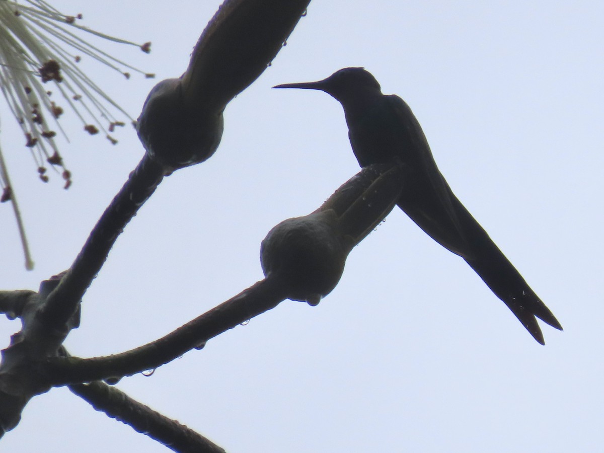 Swallow-tailed Hummingbird - ML620615978