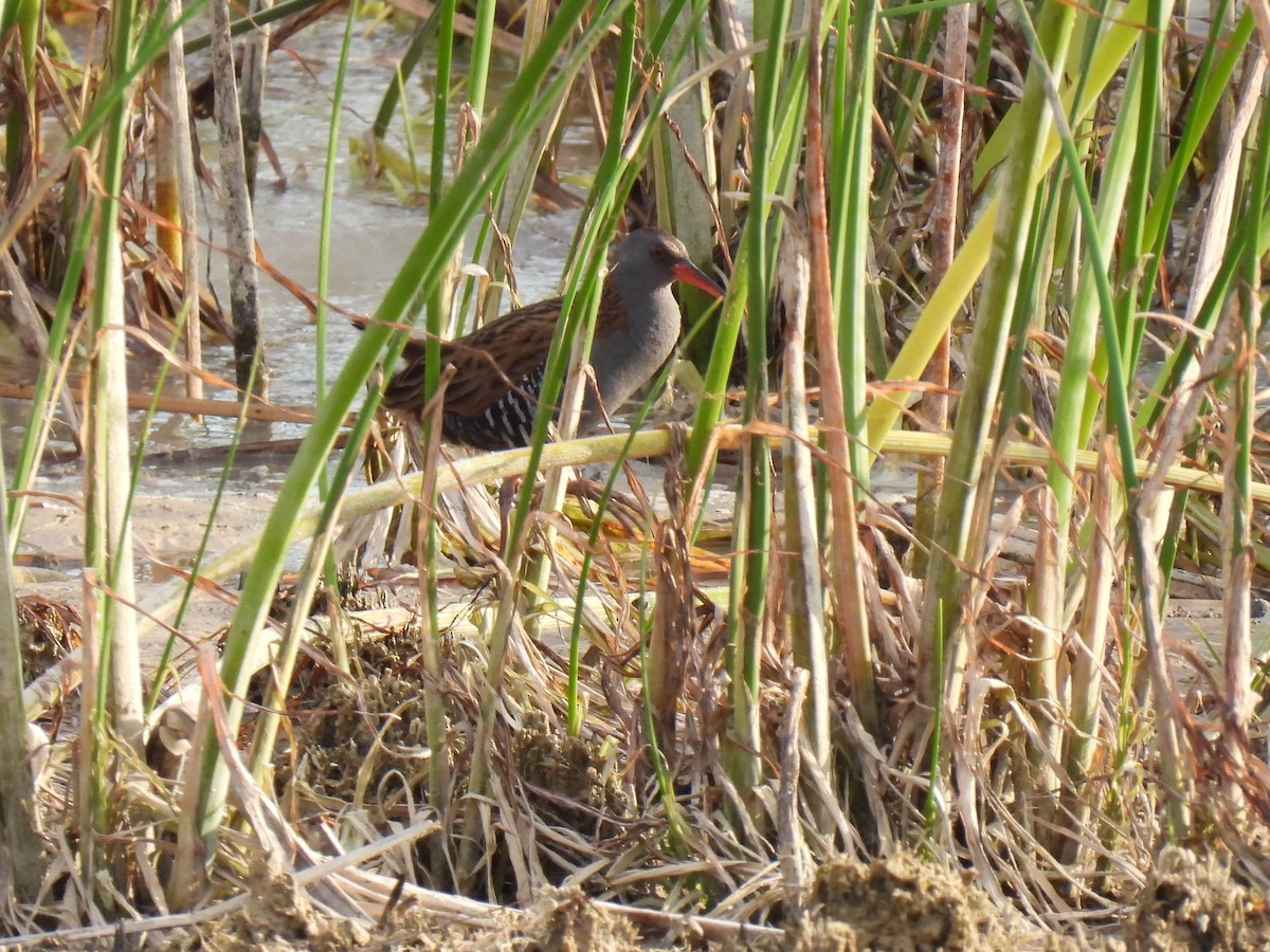 Water Rail - ML620615980