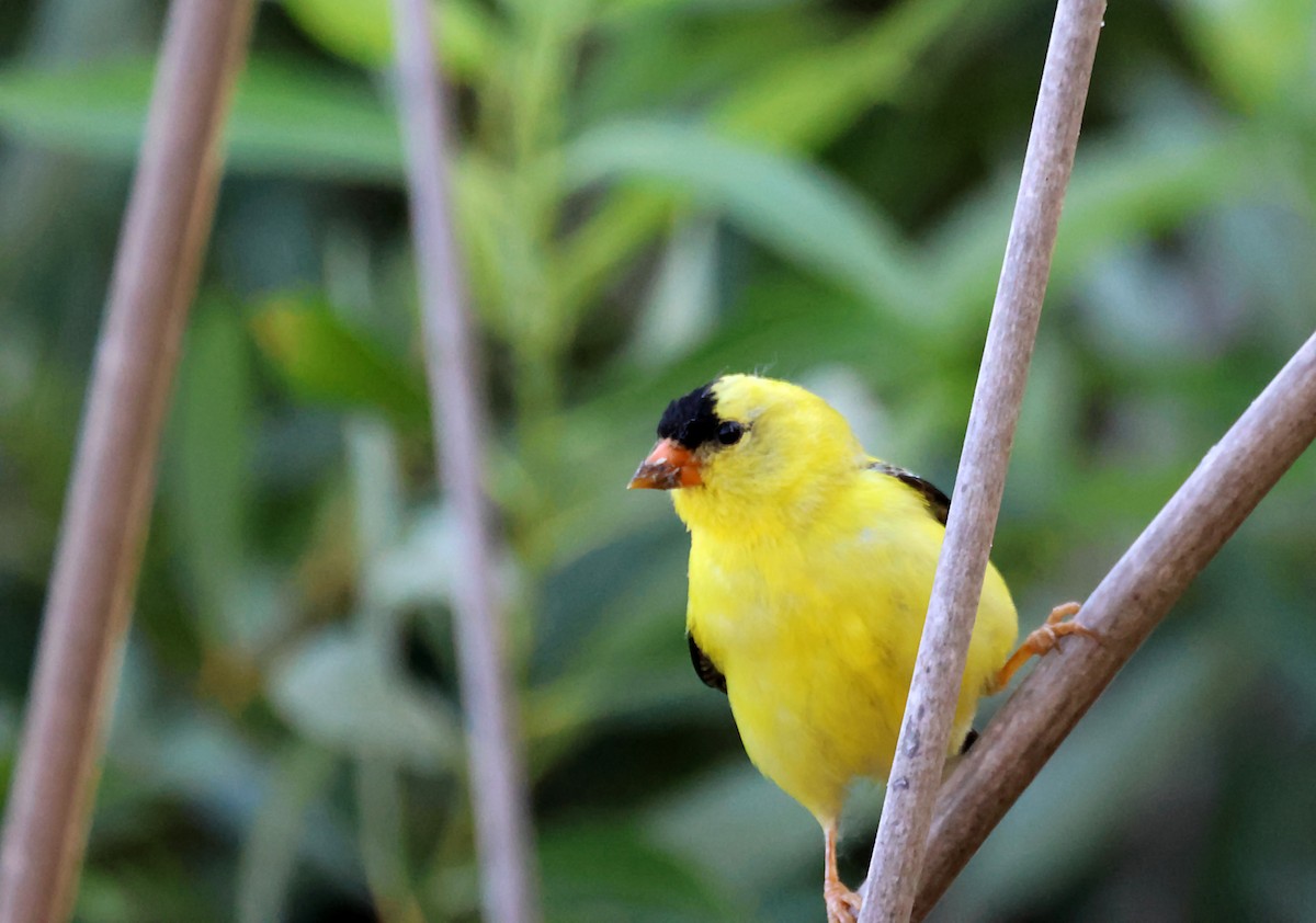 American Goldfinch - ML620615981