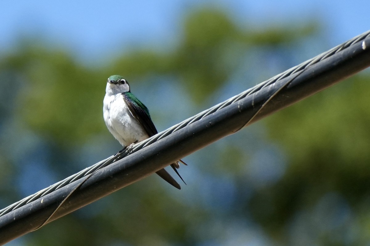 Violet-green Swallow - ML620615982