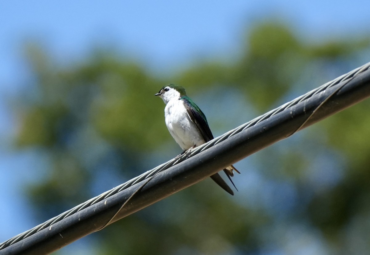 Hirondelle à face blanche - ML620615983