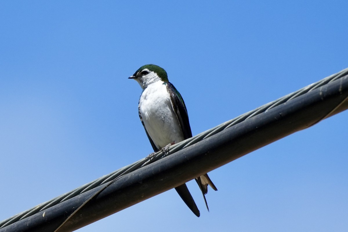 Violet-green Swallow - ML620615985