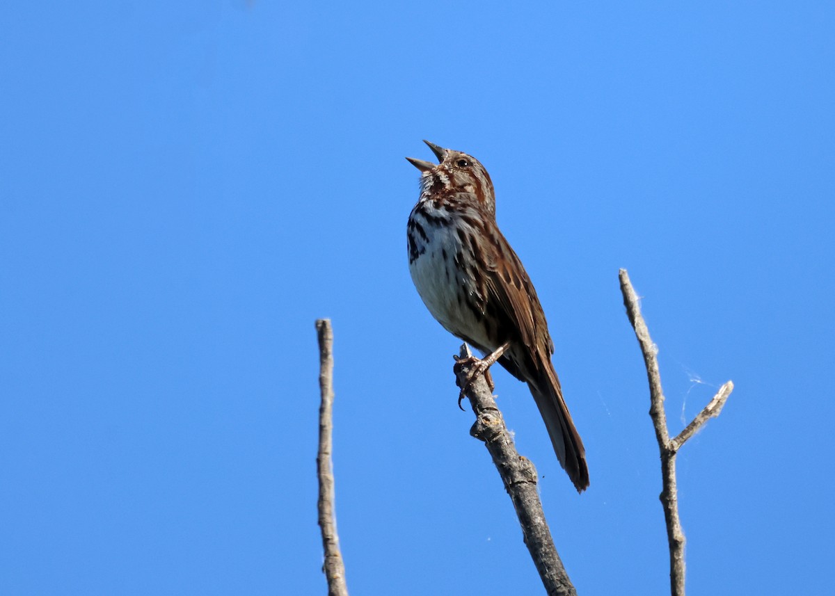 Song Sparrow - ML620615987