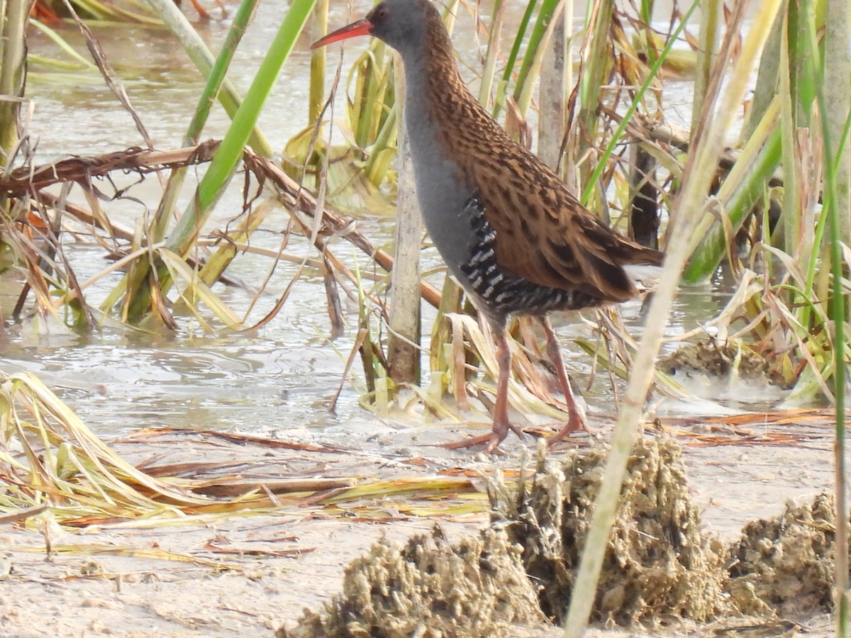 Water Rail - ML620615990