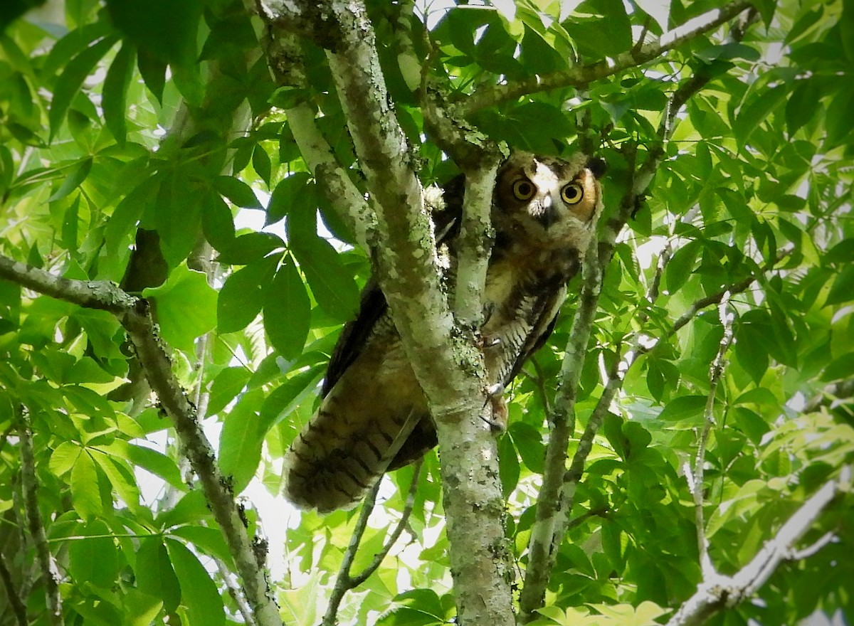 Great Horned Owl - ML620615991