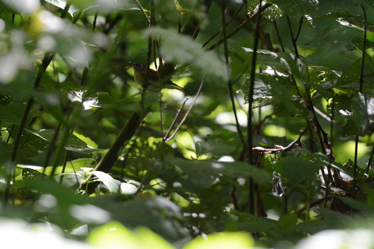 American Redstart - ML620615993