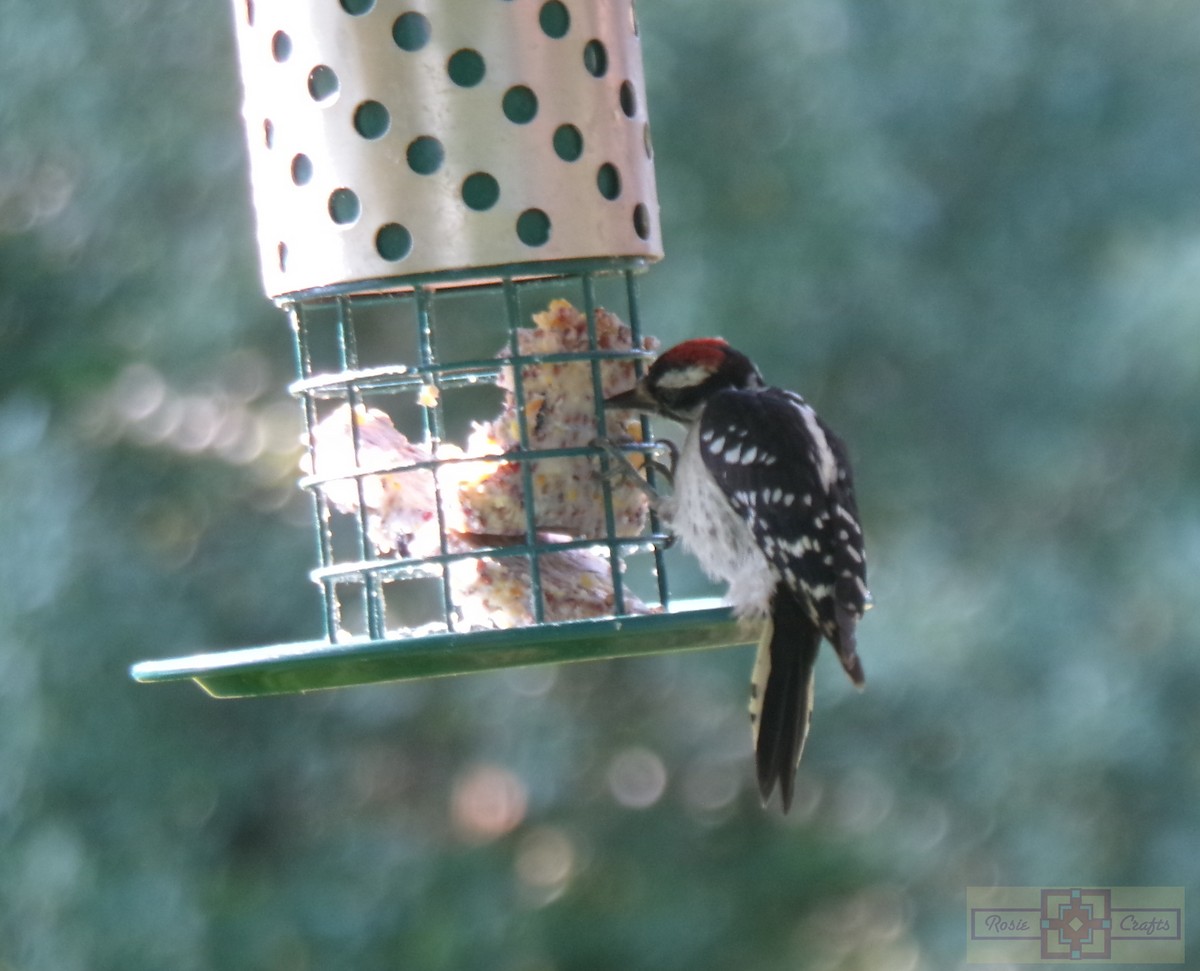 Downy Woodpecker - ML620615994