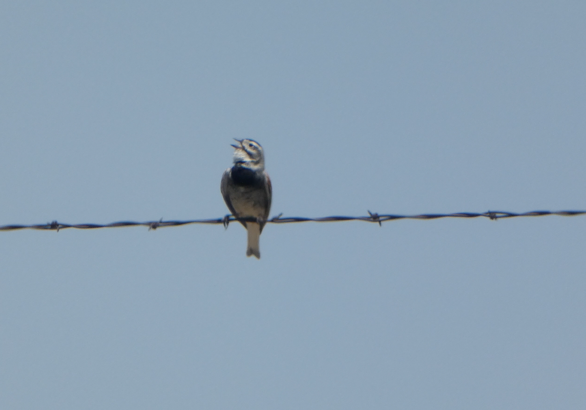 Thick-billed Longspur - Kevin Hayes