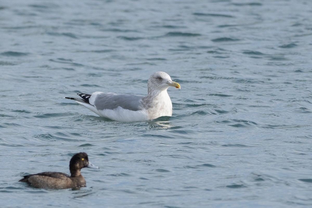 Gaviota Argéntea - ML620615997