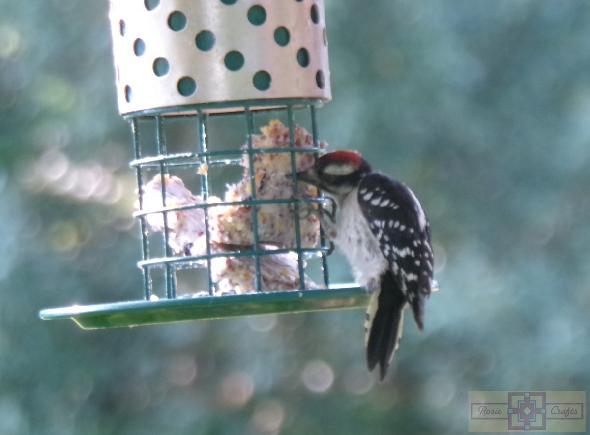 Downy Woodpecker - ML620616000