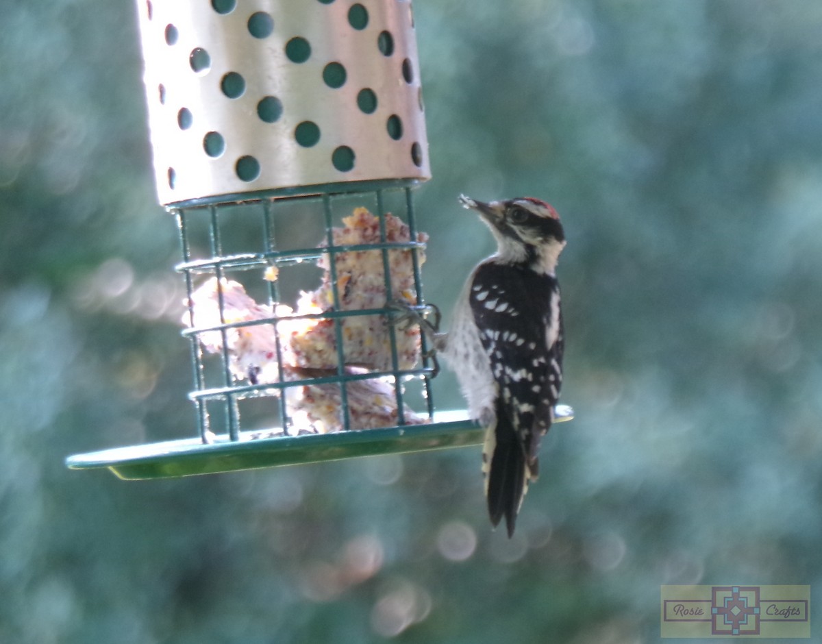 Downy Woodpecker - ML620616009
