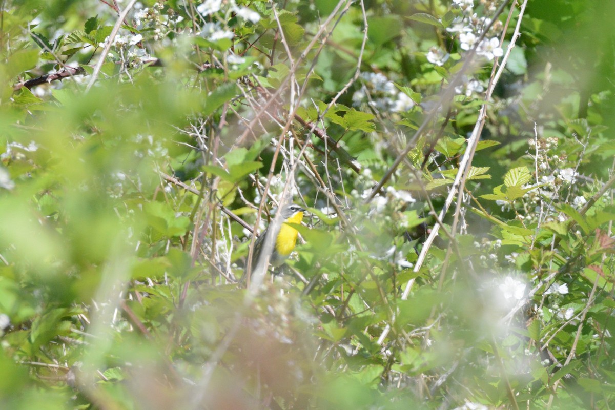 Yellow-breasted Chat - ML620616011