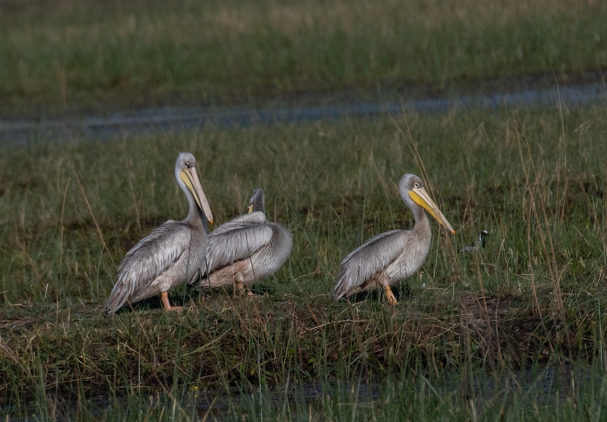 Pink-backed Pelican - ML620616013